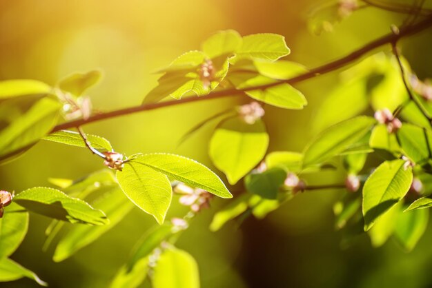 Zonnige groene lente zomer bladeren in het bos, eco natuurlijke seizoensgebonden achtergrond