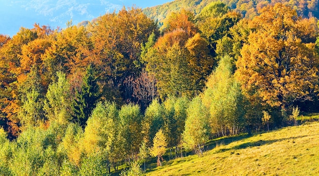 Zonnige herfst bergbos op berghelling (Karpaten, Oekraïne)