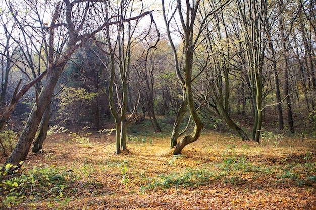 Foto zonnige herfst landschap met gevallen droge bladeren