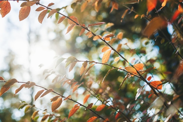 Zonnige herfst natuur achtergrond