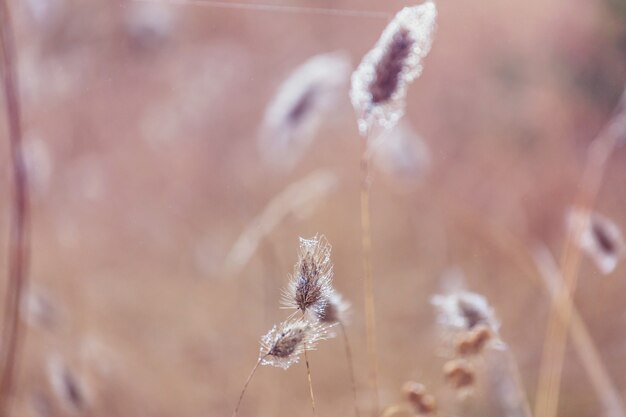 Foto zonnige herfst weide.