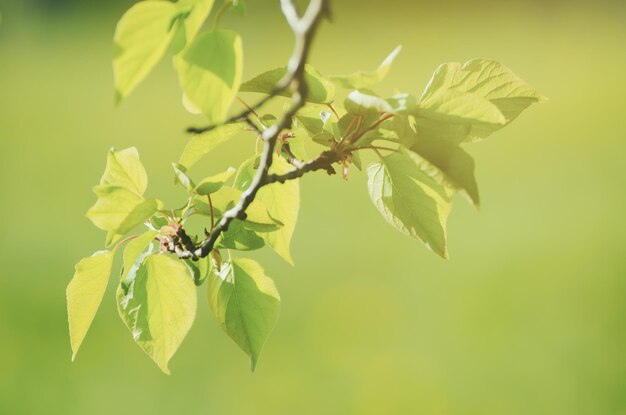 Zonnige jonge groene lente laat natuurlijke eco achtergrond