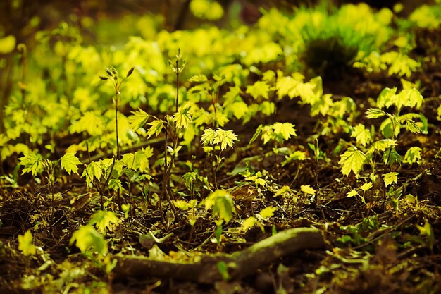 Zonnige jonge groene lente laat natuurlijke eco achtergrond