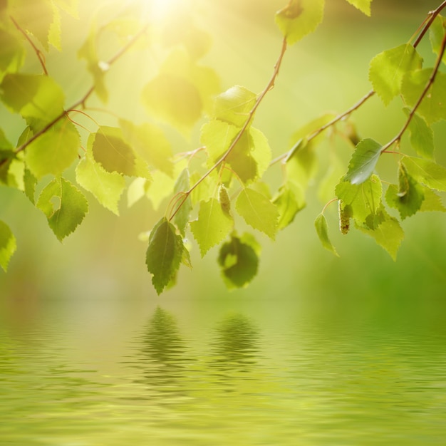 Zonnige jonge groene lentebladeren van berkenboom, natuurlijke eco-seizoensgebonden achtergrond met kopieerruimte en waterreflectie