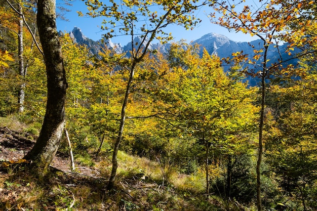 Zonnige, kleurrijke herfstachtige alpenscène Vreedzaam uitzicht op de rotsachtige bergen vanaf het wandelpad bij het Almsee-meer Opper-Oostenrijk