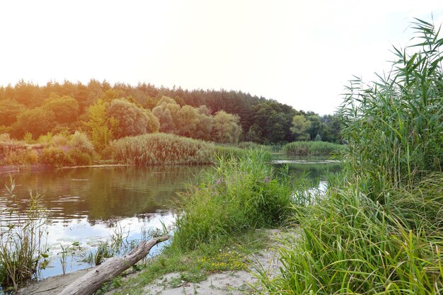 Zonnige lenteochtend op weide in de buurt van rivier