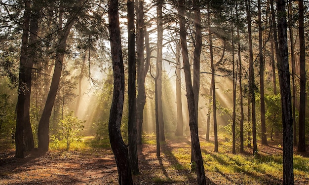 Zonnige ochtend in het bos De zonnestralen banen zich een weg door de takken van de bomen