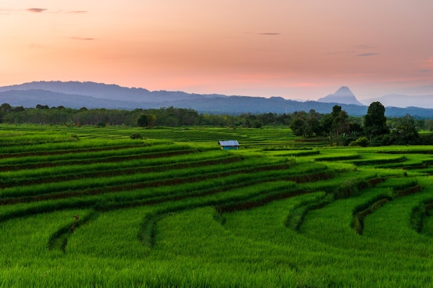 Zonnige ochtendmening in groene rijstvelden in het noorden van bengkulu, indonesië