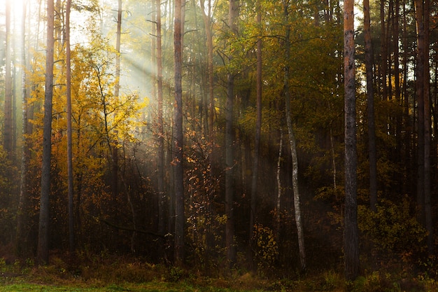 Zonnige stralen in ochtendbos. Zonlicht tussen dennen. Prachtig landschap