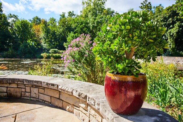 Foto zonnige tuin met sierlijke potten en weelderige succulenten