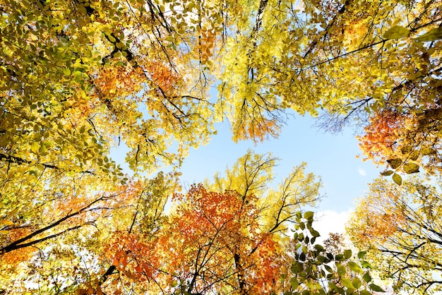 Zonnige weergave van bodem tot kleurrijke bomen in de herfst seizoen