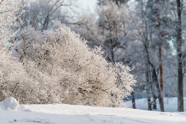 Foto zonnige winterdag in het park en bomen in de sneeuw