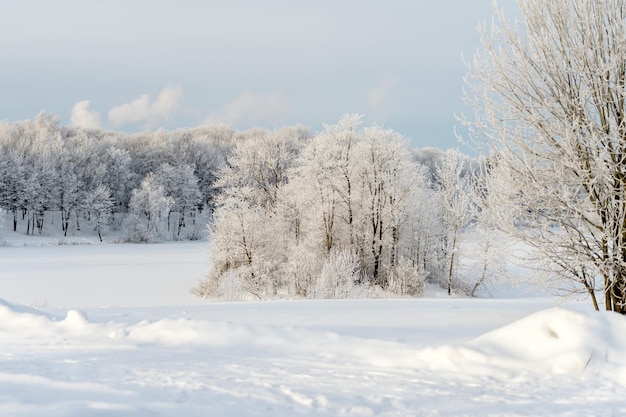 Zonnige winterdag in het park en bomen in de sneeuw