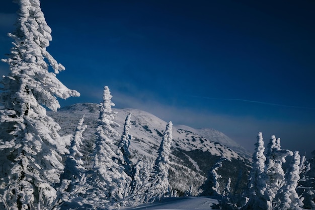 zonnige winterochtend in de bergen van sheregesh op de skipiste