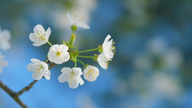 Zonnige witte wilde kersenbloesems in de lente groep van prachtige witte bloemblaadjes kersenbloemen in