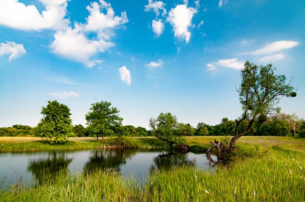 Zonnige zomer landschap met een prachtig bos