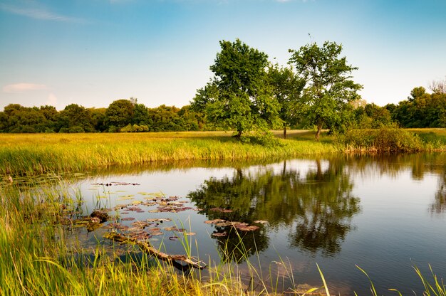 Zonnige zomer landschap met een prachtig bos