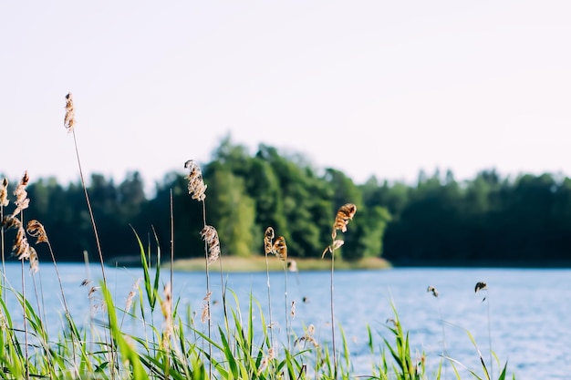 Zonnige zomer landschap op het platteland Wild meer