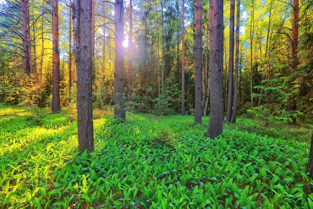 zonnige zomerdag in groen park, prachtige landschapsbomen achtergrond