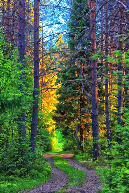 zonnige zomerdag in groen park, prachtige landschapsbomen achtergrond