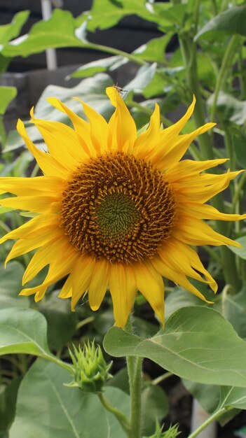 Zonnige zonnebloemen foto