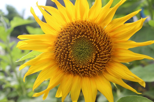 Zonnige zonnebloemen foto