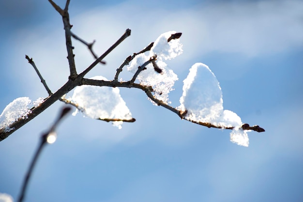 Zonovergoten boomtakken met sneeuwballen en kristallen op een ijzige zonnige dag