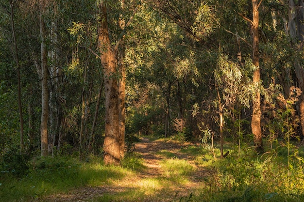 Foto zonovergoten dennenbos