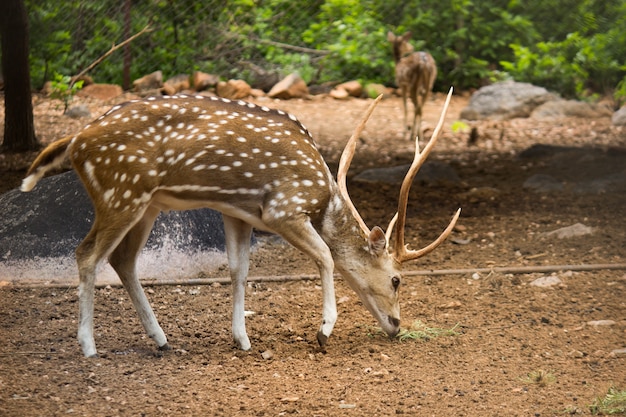 Zonovergoten edelhert cervus elaphus hert met nieuw gewei dat in de zomer groeit