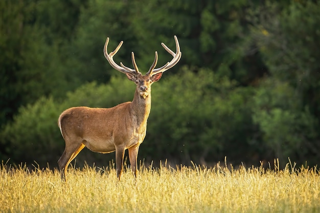 Zonovergoten edelhert hert met nieuwe geweien groeien geconfronteerd camera in de zomer de natuur