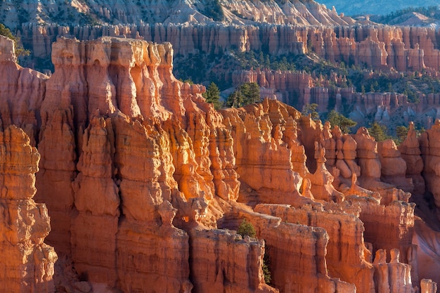 Zonovergoten hoodoos en pijnbomen in Bryce Canyon