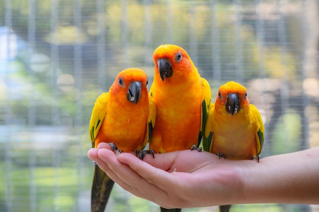 Zonparkieten vogels die in beide handen zonnebloempitten eten