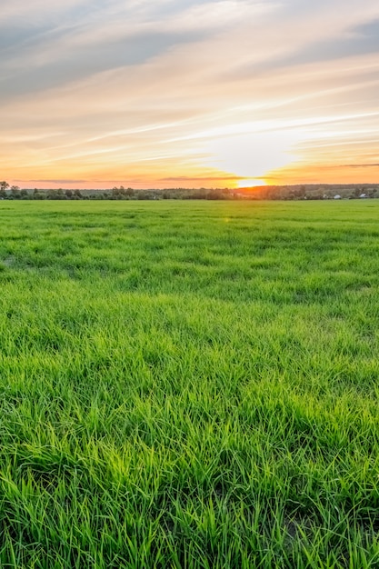 Zonsondergang aan de horizon boven het bos veld met gras