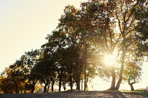 Zonsondergang achter bomen