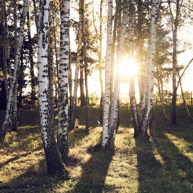 Zonsondergang achter bomen