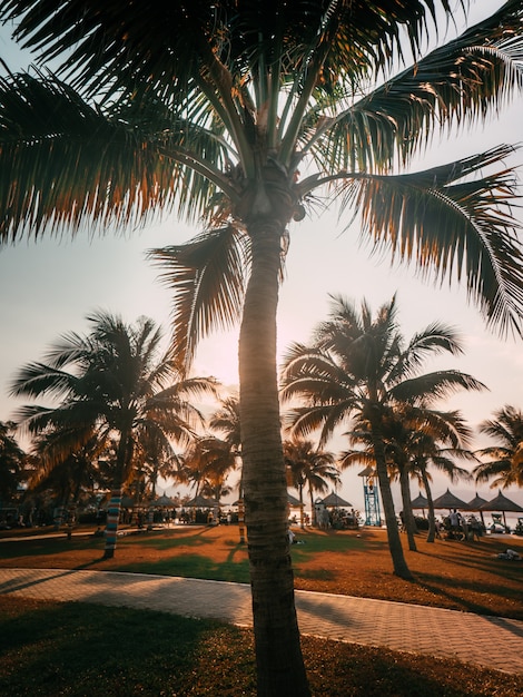 Zonsondergang achter palm in park