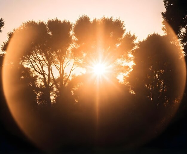 Foto zonsondergang achter silhouet van bomen met lens flare effect