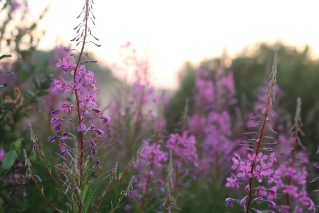 Zonsondergang bloem mist