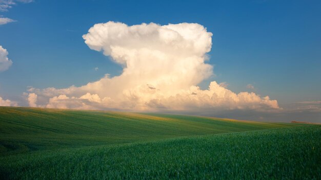 Zonsondergang boven een groen veld Jonge tarwe