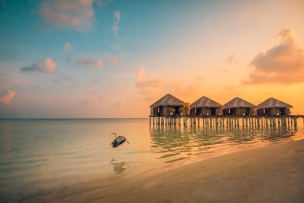 Zonsondergang dieren in het wild Heron vogel vliegt over het eiland Malediven, luxe watervilla's resort en houten pier