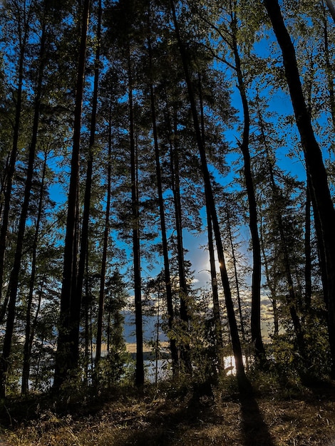 Foto zonsondergang door de bomen in het bos