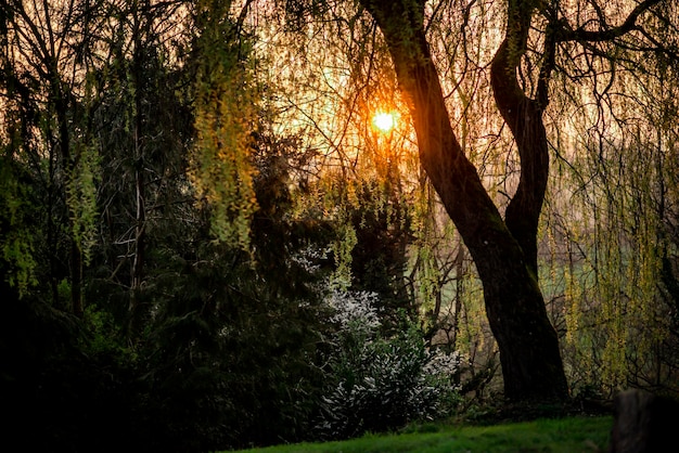 Zonsondergang door de takken van een grote boom in de lente