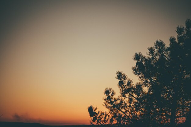 zonsondergang en boom