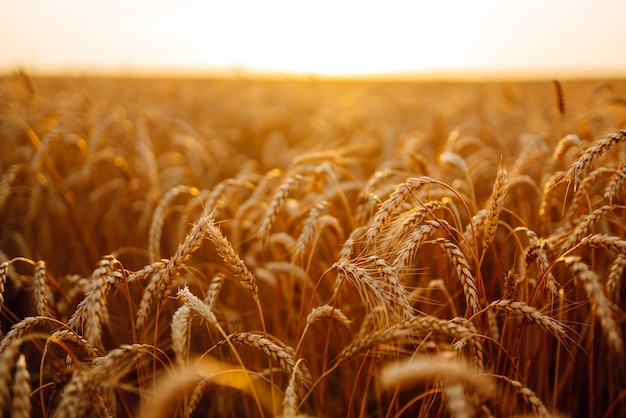 Zonsondergang gouden tarweveld in de avond Groei natuur oogst Landbouw boerderij