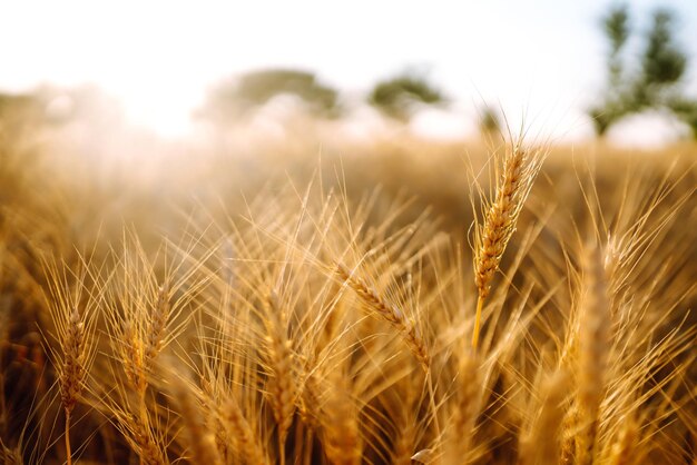 Zonsondergang gouden tarweveld in de avond Groei natuur oogst Landbouw boerderij