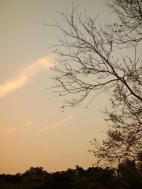 Zonsondergang Groene Grote Boom Plant Natuur Achtergrond