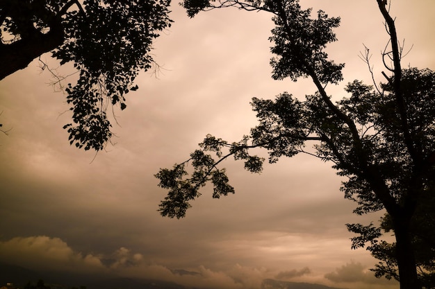 Zonsondergang Grote Boom Plant Natuur Achtergrond