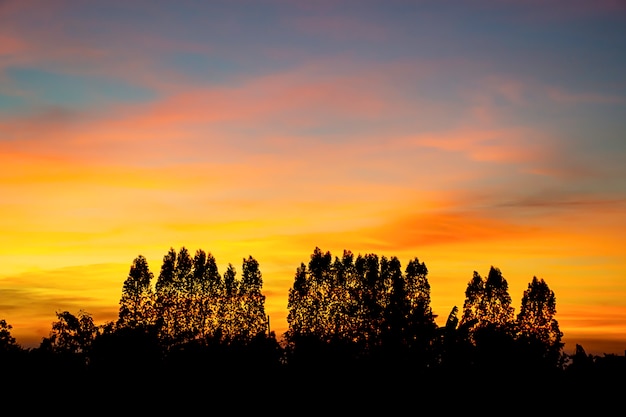 Zonsondergang het avondlicht door de wolken en de bomen.