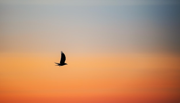 Zonsondergang in de avond Vliegende vogels in de Karpaten Oekraïne Europa