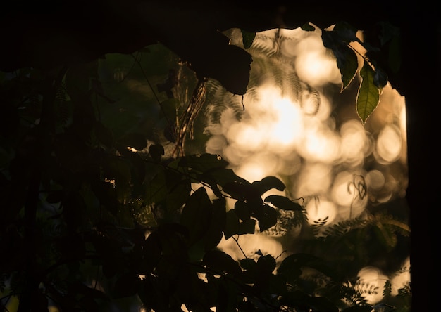 Zonsondergang in de tuin